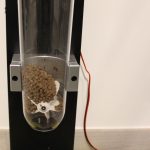 Comedero para gatos controlable por MQTT e integrado en Home Assistant